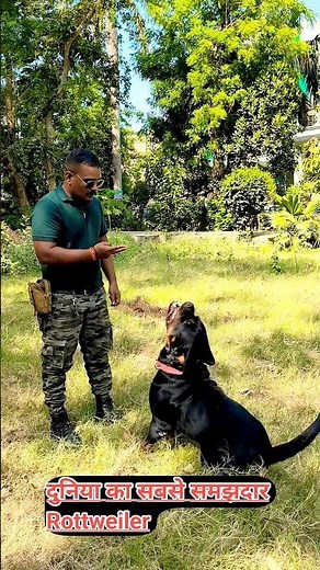 most intelligent Rottweiler #session #13 #rottweiler #shorts