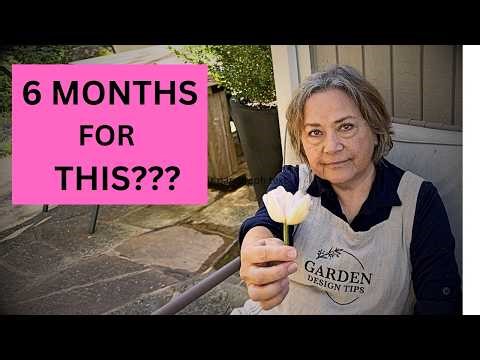 I Waited 6 Months for These Tulips...Look What Happened
