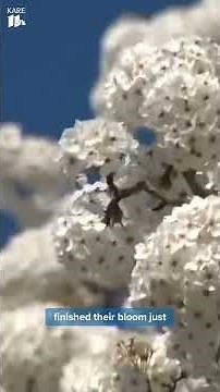 Allergy Specialist shares late spring allergy reminders
