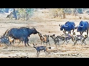 Can 16 Wild Dogs Take Down Adult Buffalo