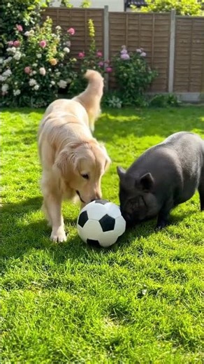 #pig #dog #football #cartoon