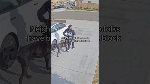 The reality of living with a giant protection breed dog