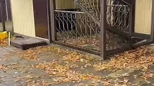 VID-20231109-WA0015.mp4