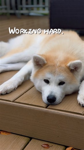 What Does an Akita Do All Day? 😂🎾 #hanachan #akitainu #japaneseakita