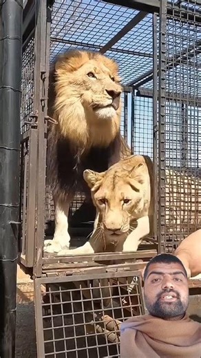 How Experts Handle Lions Safely! 🦁🔥
