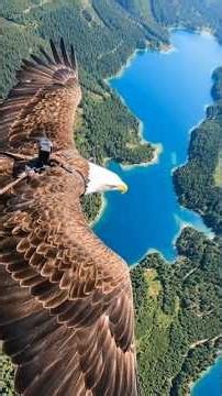 Soaring High: What an Eagle Sees – First Person POV Adventure#pov