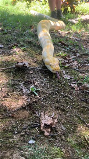 Sssensational #TongueOutTuesday with Sasha the Burmese python! Snakes use their tongues to sniff and explore their surroundings. Each flick brings scent particles from the air into their mouth, where a special organ on the roof, called the Jacobson’s organ, helps their brain interpret the smells. 📹: Zookeeper Arly | Nashville Zoo