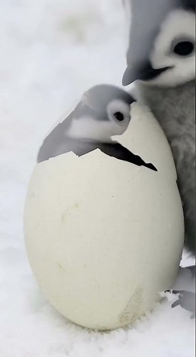 One Little Penguin | 🐧🥚 Tap Dance to Hatch the Egg!