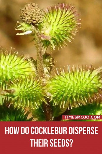 How do cocklebur disperse their seeds? - TimesMojo