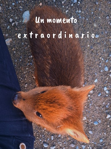 Un regalo del Universo 🥹 #pudu #chiloe #chile