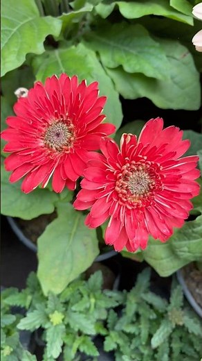 Different Types of Flowers 🌺 | Nature’s Beauty