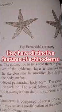 #phylum echinoderms #examples#characteristics