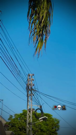 Ali Boxer: Chokta G Performance Highlights