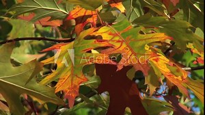 Vent dans feuilles d'automne Stock Video