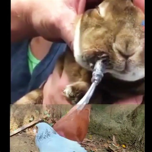 A botfly larva was found inside a squirrel’s cheek.
