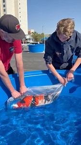 20K views · 273 reactions | Moving the Winners Of The All American Koi Show to the Winners Circle! | Ed The Pond Professor | Facebook
