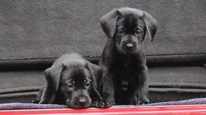 9.8K views · 188 reactions | Today is Giving Tuesday and we thought you'd like to see some of the happy smiling faces of ALR dogs rescued with your support! We have a donor who will MATCH ALL DONATIONS TODAY - and he said to "make it hurt"!! https://www.gagives.org/organization/Atlanta-Lab-Rescue | Atlanta Lab Rescue | Facebook