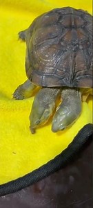 Two-Headed Turtle Caught on Camera!