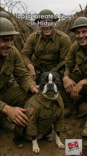 Top 5 Greatest Dogs in History 🐕 | Heroic & Legendary Dogs #historyshorts