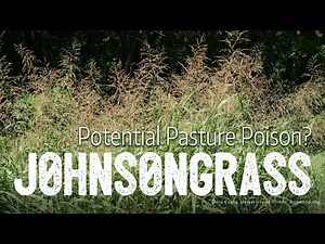 JohnsonGrass: Potential Pasture Poison?