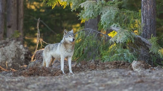 Judge denies group’s request to halt controversial wolf cull