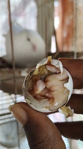 How do pigeons hatch from eggs?#pigeon #shorts