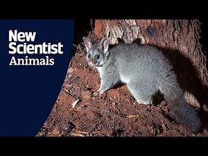 Locally extinct brushtail possums reintroduced in Western Australia