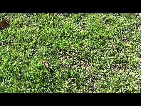 10 Hours of Grass Growing