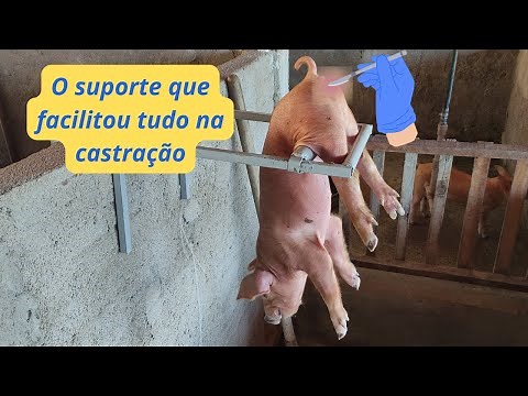 How to Make a Piglet Castration Stand Step by Step. #pigfarming #pig
