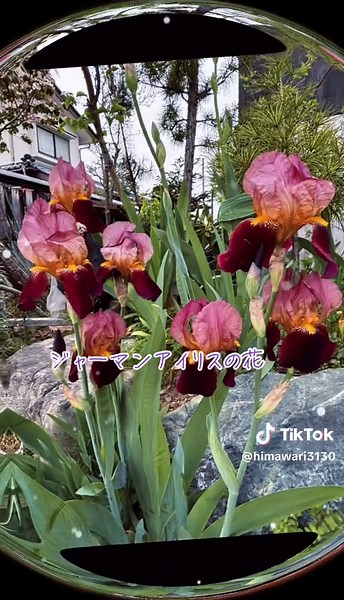 ジャーマンアイリスの花の魅力と育て方