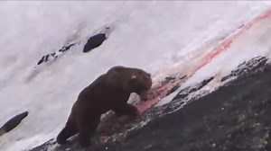 閲覧注意！射殺！熊が滑落。クマ撃ち名人。