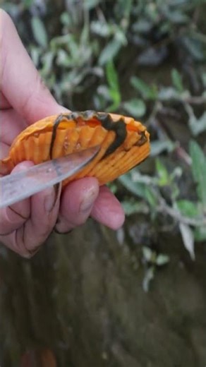 😱 Clams hide super pearls # Open clam shells # Freshwater pearls # Super pearls