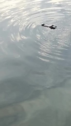 Amanda Hall on Reels