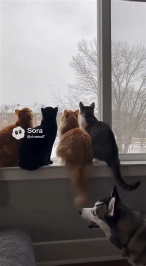 Cat's Watching Massive Flock Of Bird Gets The Tuna Scared Out Of Them #funnycats #crazycats #cutecat
