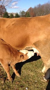 King Baby Rex is having his lunch. I love watching him drink up. He's so gentle and tender......NOPE, only kidding. | Tiny Tinker Farm Friends