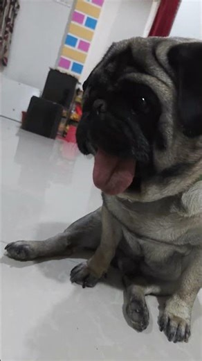 ky Farak hy #viral #speakpug #pug #funny #funnydog #comedy #funnypet #puggy #youtubeshorts #love