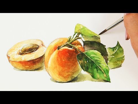 Watercolor Painting | Apricot