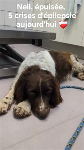 Aujourd’hui a été une de ces journées qui nous rappellent à quel point le refuge est fait de combats… et d’amour. 💔🐾 Plusieurs rendez-vous vétérinaires, Plusieurs inquiétudes, Plusieurs raisons de ne pas baisser les bras. Kenzo, Berger d'Anatolie, dont la cicatrisation après son opération des ligaments croisés reste difficile… on l’accompagne pas à pas. Thanos, Bull Terrier, entre échographie cardiaque et problèmes de peau, parce qu’on veut comprendre et enfin le soulager. Et puis Nell, Spring