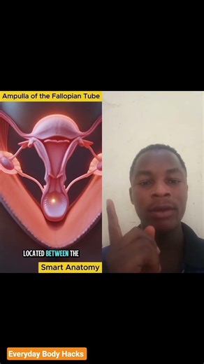 Where Does Fertilization Happen? 😳 Inside the Fallopian Tube!The Exact Place Life