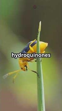 Bombardier Beetle: Nature's Tiny Explosive!