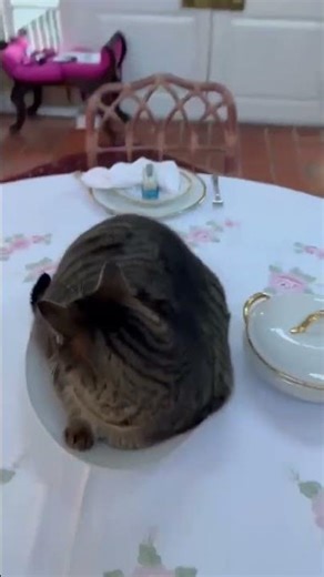 You Are Not On The Menu!" 🍽️😂 Cat Sits on Dinner Plate #Shorts #funny #cuteanimals #cats #catshorts