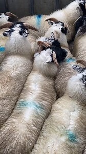 2.7K views · 164 reactions | Imagine the terror of being forced into a crowded cage & then being lowered into a pool of poisons, completely submerged. That's what sheep are subjected to on some farms whilst being treated for parasites. Choose kindness instead. Choose #vegan. @scarson99 on tiktok | Animal Save Movement | Facebook