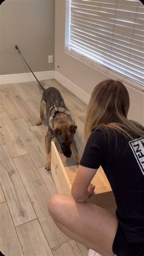 Tracking looks nothing like tracking in the beginning. Utilizing opposition reflex and negative reinforcement to build intensity which is then channeled onto focusing on the article 😤 Huge thank you to @cant.tap.craig for building me this box for my bday 🫶 #tracking #urban #box #focus #intensity #training #brickbybrick | that.shepherd.girl