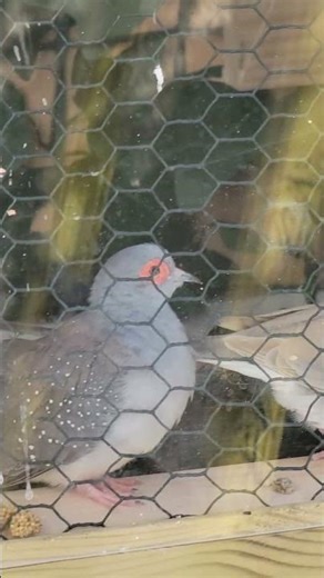 Does this look like female diamond dove behavior?