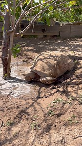 4K views · 48 reactions | Coating their shells with mud to keep cool on hot summer days. 70 degrees here on California coast isn’t quite the African Sahara #spoiledsulcatas | Sulcata Tortoise | Facebook