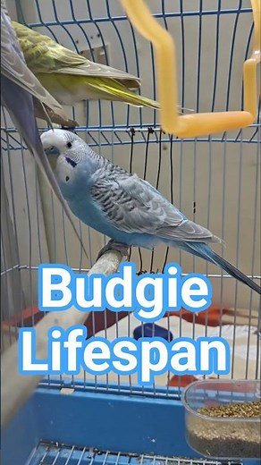 Budgie Lifespan Explained 🐦 | How Long Do Budgies Live? #shortsfeed