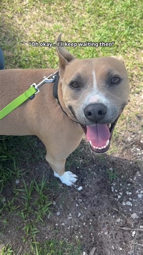 Poor Roscoe 🥺 This sweet boy has been waiting over 130 days at the shelter with little to no interest. Rescued as a stray, Roscoe can be quite shy, but we know with enough love and patience, the right person will win over his love and trust and it'll be even more rewarding. He always has a smile on his face and does well with other dogs, though he's more of an independent guy. Now, he's just looking for someone to finally give him a chance 💔 | Nate's Honor Animal Rescue Center