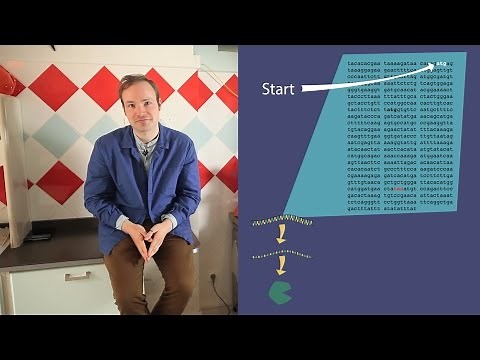 The Features of a Coding Sequence