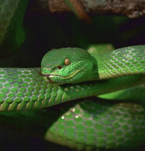 107K views · 478 reactions | Snakes play an important role in the ecosystem by controlling rodents and pests, and increased awareness can help drive support of these elusive creatures. Join us as we dedicate a whole week to understanding different species who live in a wide variety of habitats. Snake Club, all this week, on National Geographic Wild UK.  | National Geographic UK | Facebook