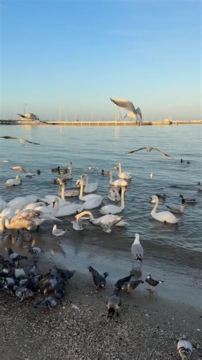 Watching birds on Baltic sea in Sopot. It is so kind of local people to help animals 😍❤️